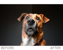 Load image into Gallery viewer, Pets Lightroom presets collection